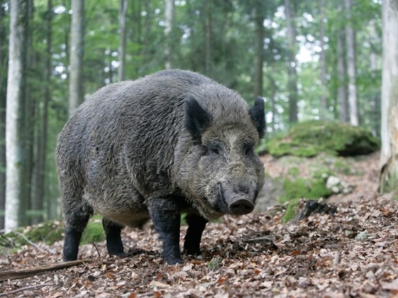Non-native wild pigs on the loose in Kashmir, destroying local habitats, vegetation | Free Press Kashmir