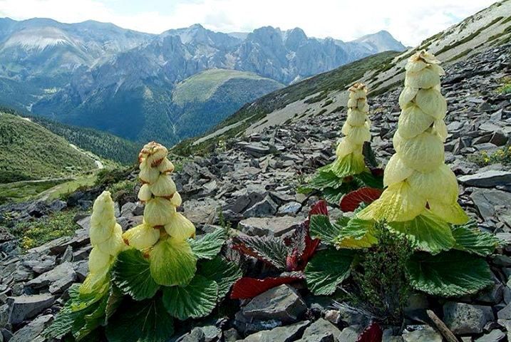 7 Endangered Himalayan plants you should know for their medicinal value |  Free Press Kashmir