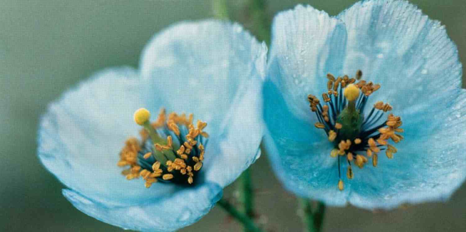 7 Endangered Himalayan plants you should know for their