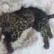 leopard killed in Shopian